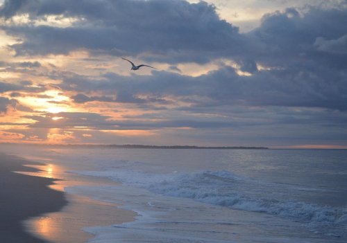 A serene beach at sunset, with gentle waves and a seagull flying against a backdrop of colorful clouds.