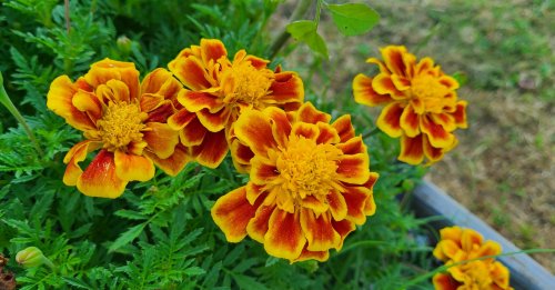 Bright orange and yellow marigold flowers bloom amidst lush green foliage.