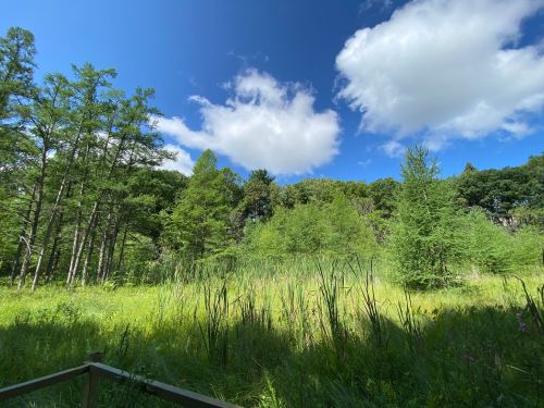 Lush green landscape with tall grasses and trees under a bright blue sky with fluffy white clouds.