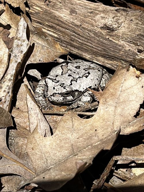 A camouflaged frog resting among dry leaves and twigs on the forest floor.