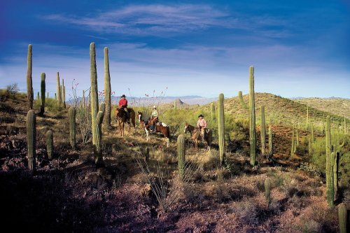 Three horseback riders navigate a desert landscape filled with tall cacti under a clear blue sky.