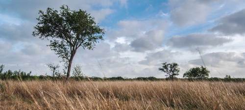 A grassy field with two trees under a cloudy sky, creating a serene natural landscape.