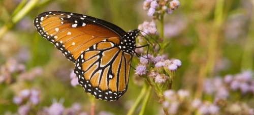 A close-up of a monarch butterfly perched on small purple flowers in a natural setting.
