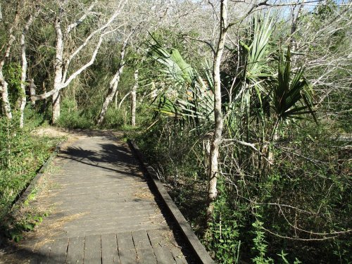 A wooden pathway winds through a lush, green forest with sparse trees and palm-like plants on either side.