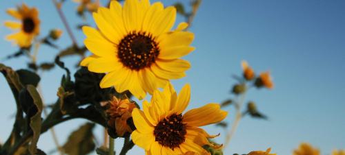 Bright yellow sunflowers against a clear blue sky, with green leaves and buds in the background.
