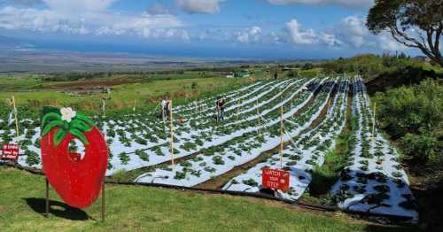 A scenic farm with rows of strawberry plants, a large strawberry sign, and workers tending to the crops under a blue sky.