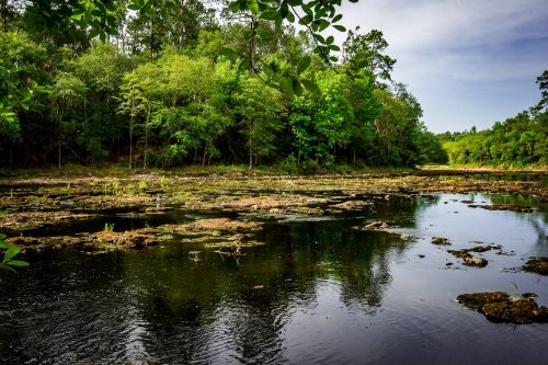 Lush green trees surround a calm, reflective water body with rocky patches and vegetation along the shore.