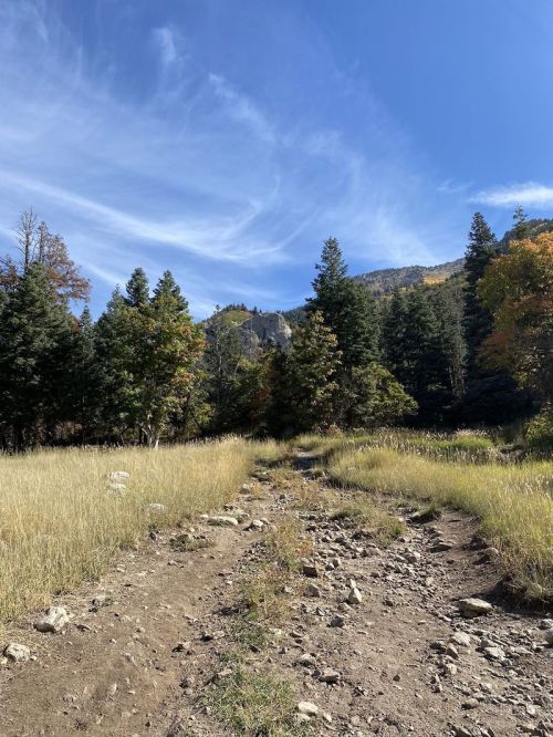 A rocky path leads through tall grass and trees, with a blue sky and distant mountains in the background.