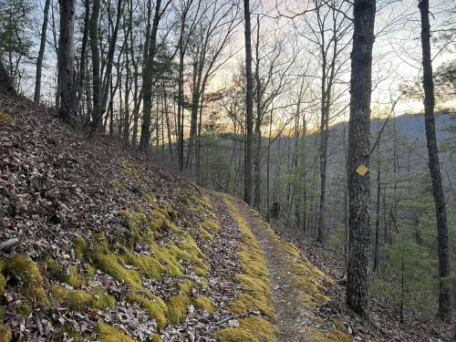 A winding trail through a forest, lined with moss and fallen leaves, with trees and a sunset in the background.
