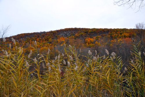 A hillside covered in vibrant autumn foliage, with tall grasses in the foreground under a cloudy sky.