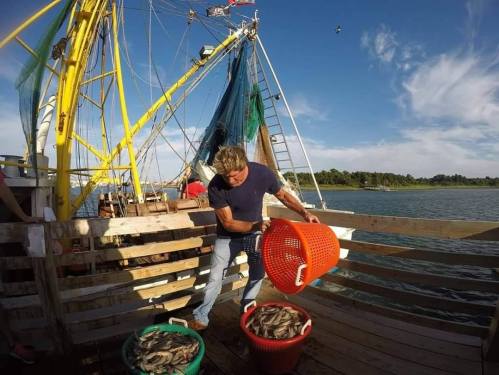 A person on a fishing boat pours fish from a basket into a larger container, with nets and water in the background.
