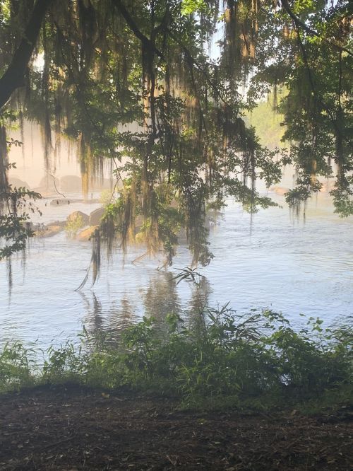 A serene river scene with mist, surrounded by lush greenery and hanging moss.