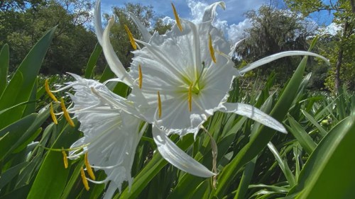A close-up of white flowers with long petals and yellow stamens, surrounded by green leaves under a blue sky.