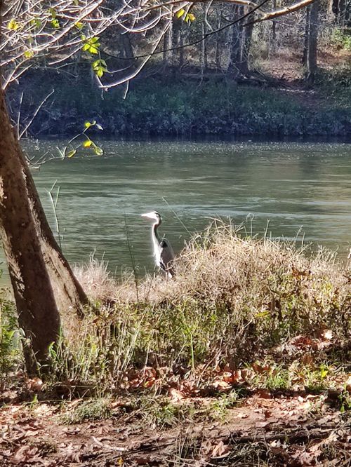 A heron stands by the water's edge, surrounded by grass and trees, with a calm river in the background.
