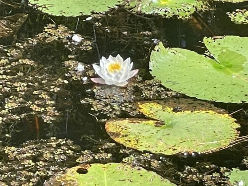 A white water lily blooms among green lily pads on a calm pond surface.