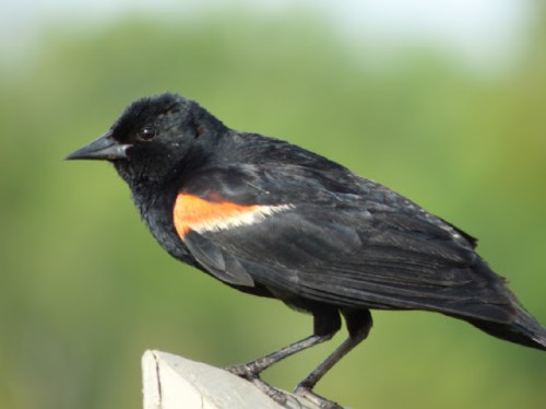 A black bird with a distinctive orange patch on its shoulder perched on a post, set against a blurred green background.