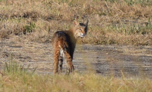 A wild cat stands in a grassy field, looking back towards the camera with a blurred foreground.