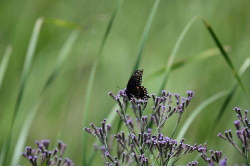 A black butterfly with orange spots perched on purple flowers, surrounded by green grass.