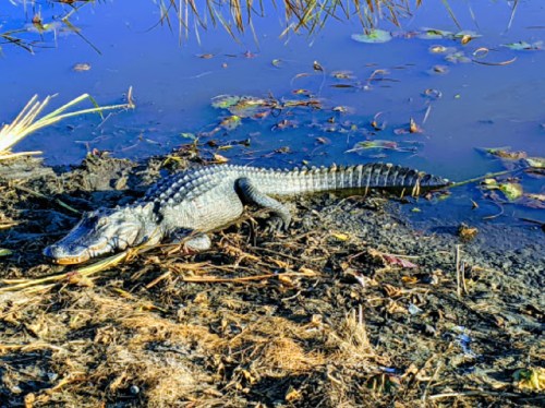 A crocodile resting on the muddy bank of a waterway, surrounded by plants and floating debris.