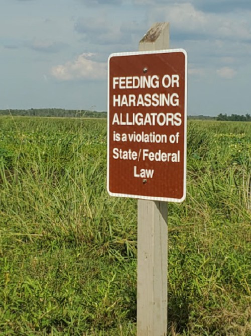 Sign warning against feeding or harassing alligators, stating it's a violation of state and federal law, in a grassy area.