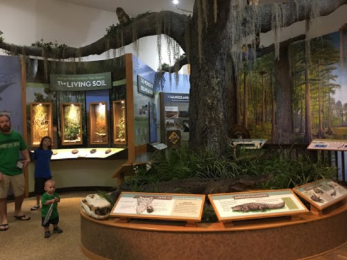 A nature exhibit featuring a large tree, educational displays, and visitors exploring the interactive environment.