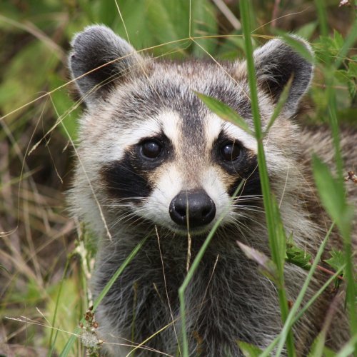 A close-up of a raccoon peeking through tall grass, showcasing its distinctive facial markings and curious expression.