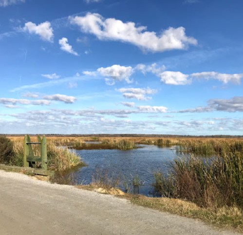 A serene landscape featuring a pond surrounded by tall grasses, under a blue sky with fluffy clouds.