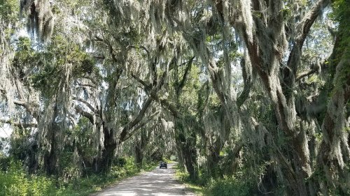 A narrow road lined with tall trees draped in Spanish moss, creating a lush, green canopy overhead.
