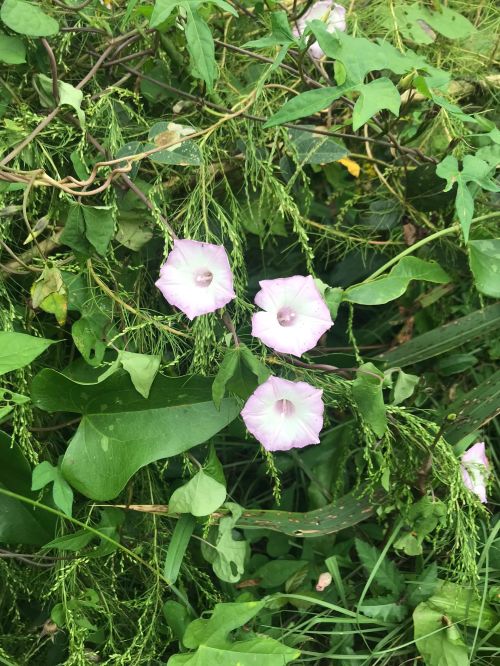 Three light pink flowers surrounded by green leaves and vines in a lush, natural setting.