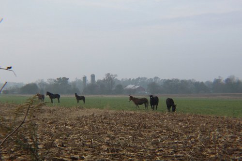 Horses grazing in a foggy field with a red barn and silos in the background.