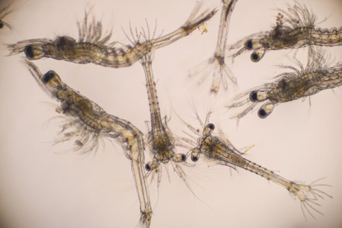 Microscopic view of several tiny, transparent aquatic organisms with long bodies and antennae.