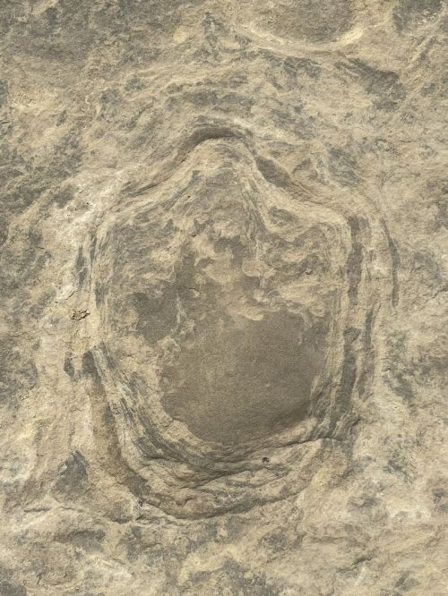 A circular, shallow depression in a rocky surface, surrounded by textured stone.