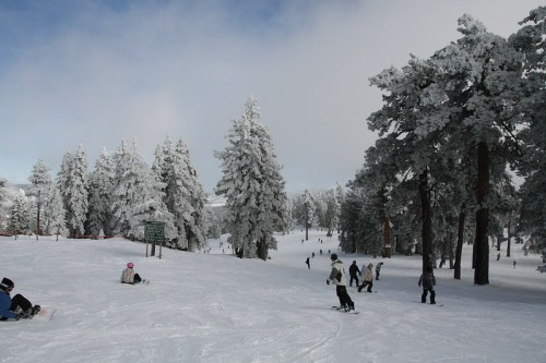 A snowy landscape with people skiing and snowboarding among tall, frosted trees under a blue sky.
