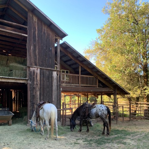 Two horses graze near a rustic barn with hay bales, surrounded by trees in a sunny outdoor setting.