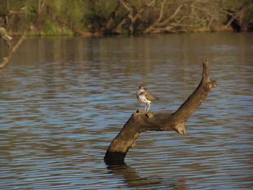 A bird perched on a log in calm water, surrounded by trees and reflecting light.