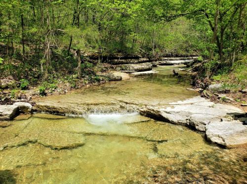 A serene creek flows over smooth rocks, surrounded by lush green trees and foliage in a peaceful forest setting.