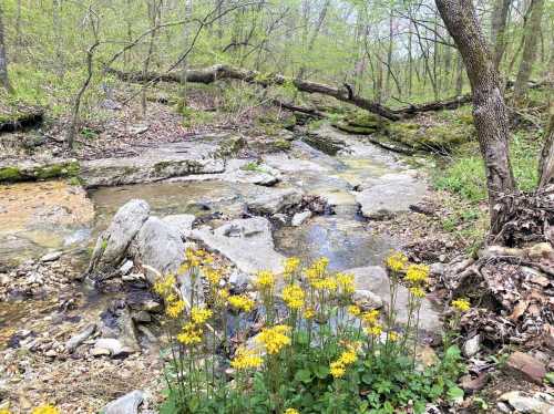 A serene stream flows over rocks, surrounded by lush greenery and yellow wildflowers in a peaceful forest setting.