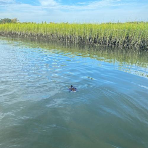 A turtle swims in calm water surrounded by tall green grass under a clear blue sky.