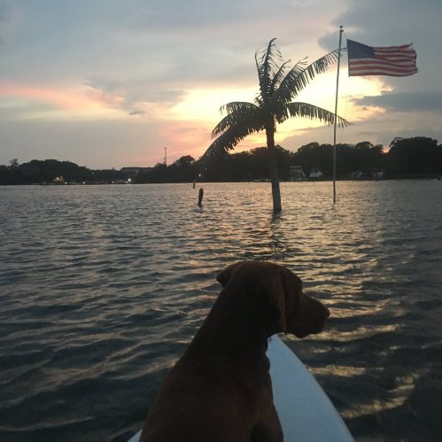 A dog sits on a paddleboard, gazing at a sunset with a palm tree and an American flag in the background.