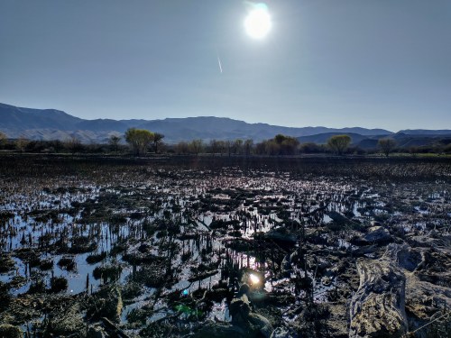 A serene wetland landscape under a bright sun, with mountains in the background and reflections on the water.