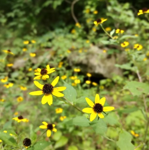 A field of vibrant yellow flowers with dark centers, surrounded by lush green foliage.