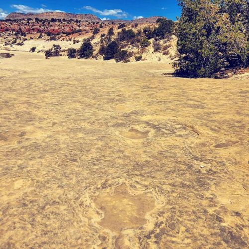Footprints in a rocky desert landscape with shrubs and distant hills under a blue sky.
