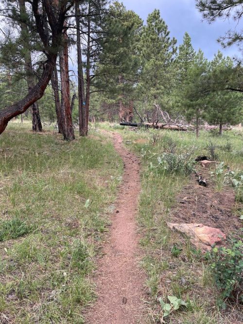 A narrow dirt path winding through a grassy forest with tall trees and scattered rocks.