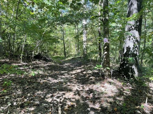 A narrow dirt path winding through a lush, green forest with sunlight filtering through the trees.