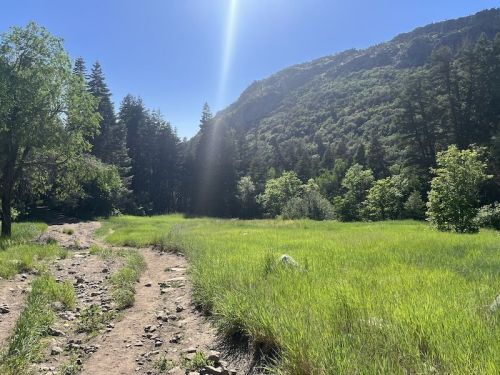 A sunlit meadow surrounded by trees and mountains, with a dirt path winding through lush green grass.