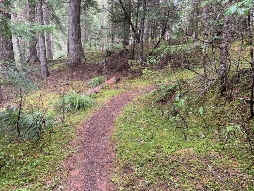 A winding dirt path through a lush, green forest with tall trees and moss-covered ground.