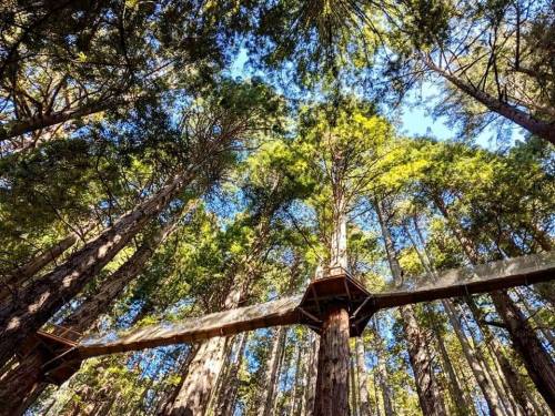A view of tall trees with a wooden walkway connecting platforms high above, under a clear blue sky.