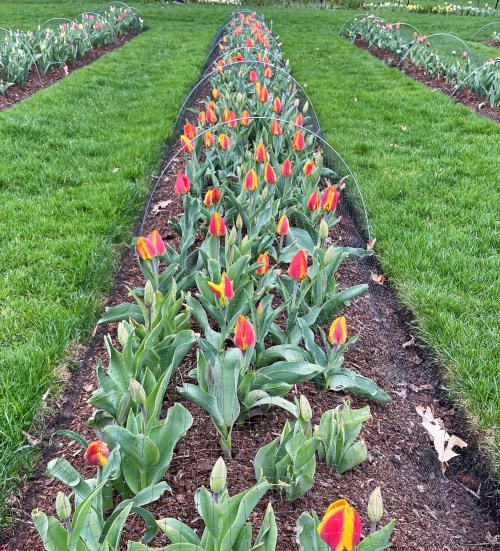 A vibrant row of tulips with red and yellow petals, surrounded by green grass and protective netting.
