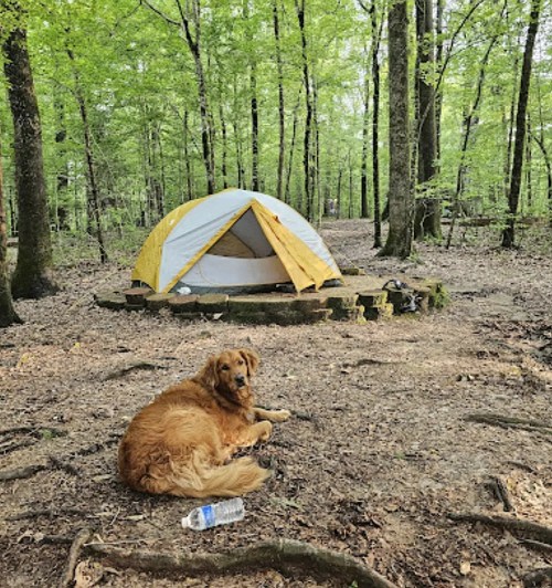 A golden retriever rests near a yellow and gray tent in a wooded area with green trees and a water bottle nearby.