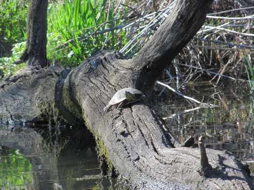 A turtle sunbathing on a log over a calm water surface, surrounded by greenery.